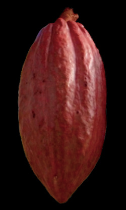 紅色可可果